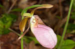 Pink lady's slipper <BR>Moccasin flower